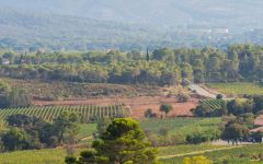 Chateau d'Esclans Winery Image