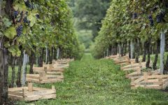 Bertani The Vineyard Winery Image