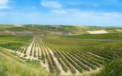 Caruso & Minini The Vineyards Winery Image