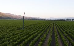 Amici To Kalon Vineyard Winery Image