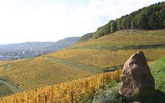 Domaines Schlumberger Winery Image