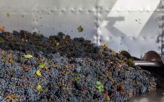 Tenuta di Capraia Winery Image