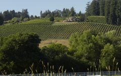 Dutton-Goldfield The View from Freestone Winery Image