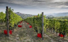 Bruna Grimaldi The Harvest Winery Image