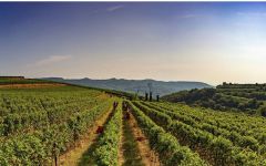 Tenuta Sant'Antonio Estate Vineyard Winery Image