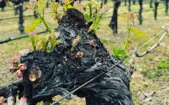 Heir Apparent Bud Break Winery Image