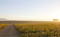 Lubanzi  Winery Image