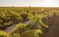 Blazon Estate Grown & Sustainable Winery Image