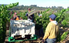Iron Horse Harvest at Iron Horse Winery Image