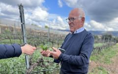 Gurrieri Vincenzo Winery Image