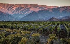 Los Ailos  Winery Image