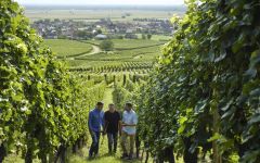 Lucien Albrecht Winery Image