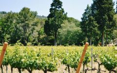 Chateau d'Estoublon Chateau d'Estoublon Vineyards Winery Image