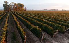 Kaiken Agrelo Vineyard at Kaiken Winery Winery Image