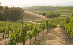 Protege Vista Montone Vineyard, Napa Valley Winery Image