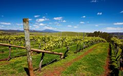 Jansz Tasmania  Winery Image