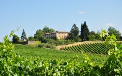 Castello di Bossi Winery Image