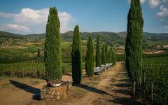 Viticcio The Beautiful Estate Winery Image