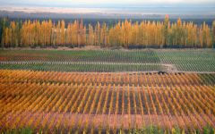 Bodegas Caro Bodegas Caro Vineyard in Autumn Winery Image