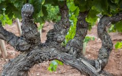 Chateau d'Esclans Old Vines at Chateau d'Esclans Winery Image