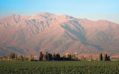 Almaviva Almaviva's Vineyards Against the Andes Winery Image