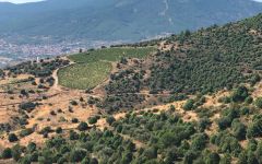 Pegaso Sierra de Gredos Winery Image