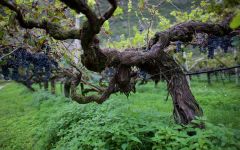 Alois Lageder Winery Image
