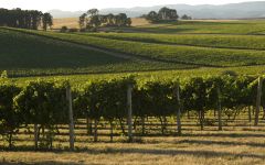 Dobbes Family Estate Dobbes Estate Vineyard Winery Image