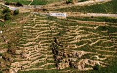 E. Guigal La Mouline Vineyard in Cote-Rotie Winery Image