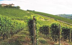 Bruna Grimaldi Badarina Vineyard Winery Image