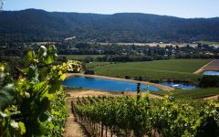 Walt The Corners Vineyard, Anderson Valley Winery Image