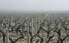 Chateau Latour Soils at Chateau Latour Winery Image