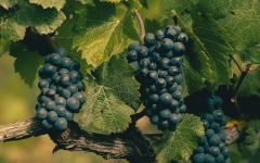 Veuve Clicquot La Grande Dame, the Glory of Pinot Noir Winery Image