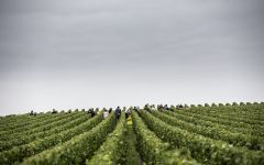 Laurent-Perrier Vineyard Workers Winery Image