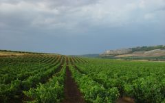 Bodegas Protos Vineyards in Ribera del Duero Winery Image