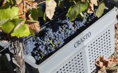 Quinta do Crasto Quinta Do Crasto Harvest Winery Image