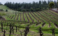 Scott Harvey Wines Old Vine Vineyards in Shenandoah Winery Image