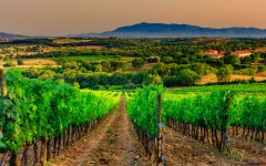 Poliziano Poliziano Vineyards Winery Image