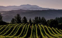 Dry Creek Vineyard Merlo Vineyard Winery Image