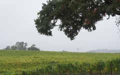 Mon Frere Winery Image