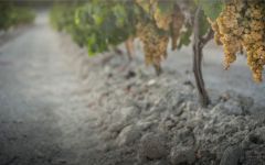 Lustau Montegilillo Vineyard Winery Image