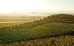Bouchaine Vineyard from Above Winery Image