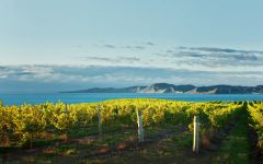 Yealands Winery Image