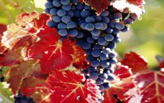 Cecchi Cecchi Grapes Winery Image