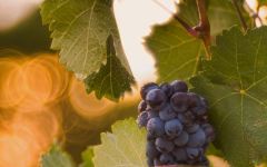 Amalinda Grapes Winery Image