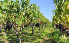 Chateau Greysac The Vineyard Winery Image