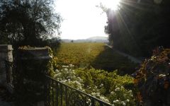 Terrunyo Pirque Viejo Vineyard Winery Image