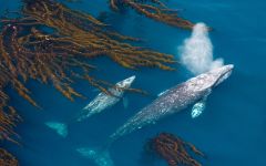 Gray Whale Supporting Ocean Conservation Winery Image