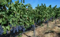 Pandemonium Winery Image