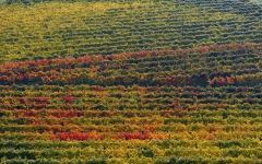 Zardetto Winery Image